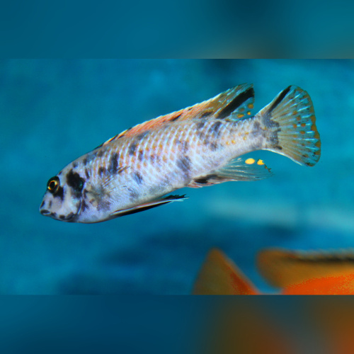 Labeotropheus Trevawasae Higga WFNZ