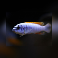 Labeotropheus Trevawasae Thumbi West DNZ