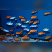 Labeotropheus Trevawasae Thumbi West DNZ
