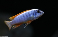 Labeotropheus Trevawasae Thumbi West DNZ