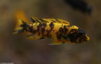 Labeotropheus Trevawasae Thumbi West DNZ