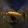 Labeotropheus Trevawasae Thumbi West DNZ