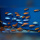 Labeotropheus Trevawasae Thumbi West DNZ