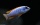 Labeotropheus Trevawasae Thumbi West DNZ