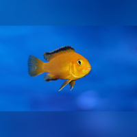 Labidochromis Caeruleus Yellow