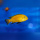 Labidochromis Caeruleus Yellow