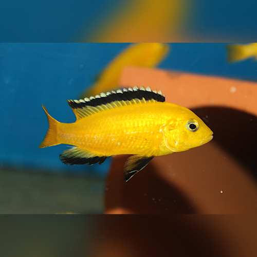 Labidochromis Caeruleus Yellow Mbowe