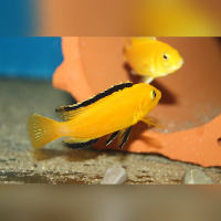 Labidochromis Caeruleus Yellow Mbowe
