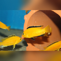 Labidochromis Caeruleus Yellow Mbowe
