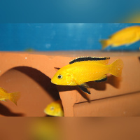 Labidochromis Caeruleus Yellow Mbowe