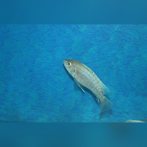 Labidochromis Caeruleus Ndumbi Blue/White Tanzania