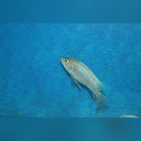 Labidochromis Caeruleus Ndumbi Blue/White Tanzania