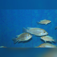 Labidochromis Caeruleus Ndumbi Blue/White Tanzania