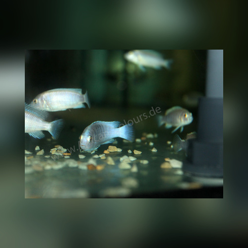 Labidochromis Chizumulu DNZ