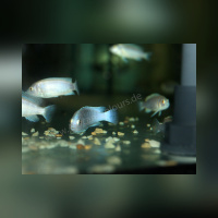Labidochromis Chizumulu DNZ