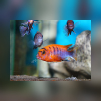 Labidochromis Hongi Red Top „Sweden“DNZ