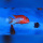 Labidochromis Hongi Red Top „Sweden“DNZ