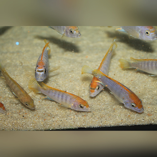 Labidochromis Hongi Lundo WFNZ