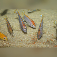 Labidochromis Hongi Lundo WFNZ