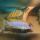 Labidochromis Hongi Lundo WFNZ