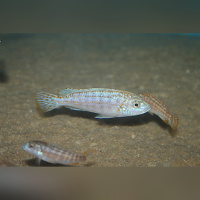 Labidochromis Joanjohnsonnae