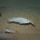 Labidochromis Joanjohnsonnae