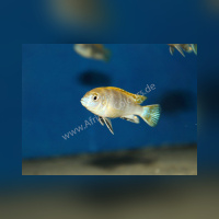 Labidochromis Perlmutt DNZ