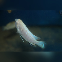 Labidochromis White Nkhata