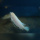 Labidochromis White Nkhata