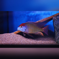 Lethrinops Red Cap Itungi DNZ