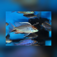 Lethrinops Red Cap Itungi DNZ