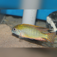 Lethrinops sp. Auritus Makokola Mdala Rocks WFNZ
