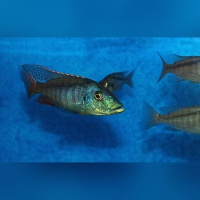 Lichnochromis Acuticeps WFNZ/WF