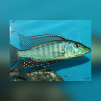 Lichnochromis Acuticeps WFNZ/WF