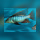 Lichnochromis Acuticeps WFNZ/WF