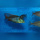 Lichnochromis Acuticeps WFNZ/WF