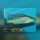 Lichnochromis Acuticeps WFNZ/WF