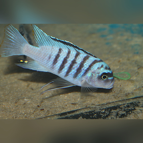 Maylandia Fainzilberi Hai Reef  WFNZ