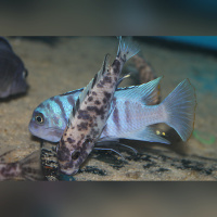 Maylandia Fainzilberi Hai Reef  WFNZ