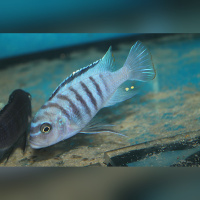 Maylandia Fainzilberi Hai Reef  WFNZ