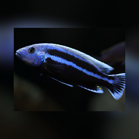 Melanochromis Chipokae WFNZ