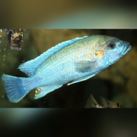 Melanochromis Lepidiadaptes RARE DNZ