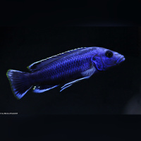 Melanochromis Northern Blue  RARE WFNZ
