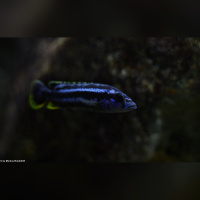 Melanochromis Northern Blue  RARE WFNZ