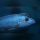 Melanochromis Northern Blue  RARE WFNZ