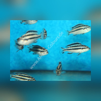 Melanochromis Parallelus DNZ
