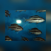 Melanochromis Parallelus DNZ