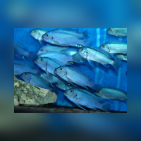 Metriaclima Callainos Bright Blue DNZ