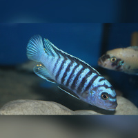 Metriaclima Phaeos Undu Reef  WF
