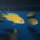 Metriaclima Phaeos Undu Reef  WF